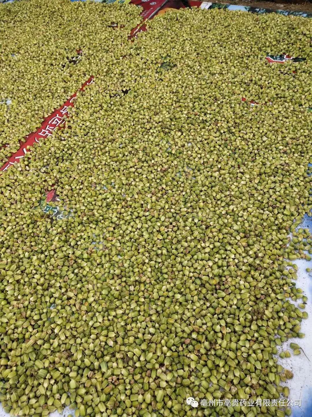 桔梗种植基地_陕西桔梗种植致富_桔梗种植利润