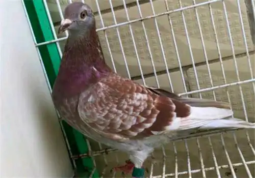 养殖鸽技术_养殖鸽子技术大全_家鸽养殖