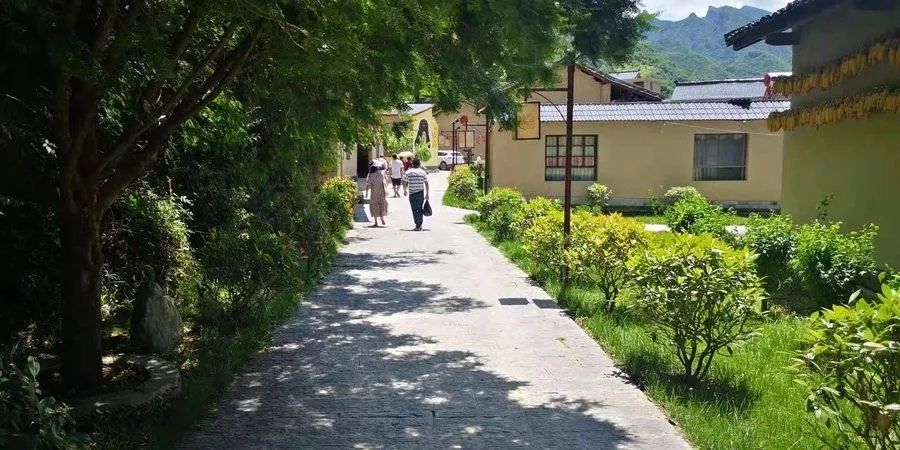 种植桔梗效益如何_陕西桔梗种植致富_陕西桔梗产区