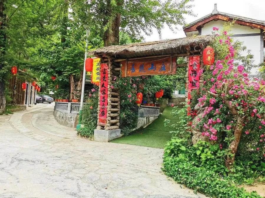 陕西桔梗产区_种植桔梗效益如何_陕西桔梗种植致富