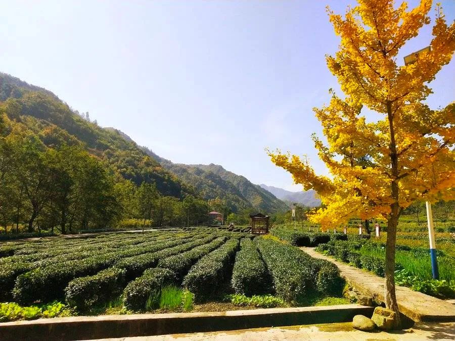 陕西桔梗产区_陕西桔梗种植致富_种植桔梗效益如何