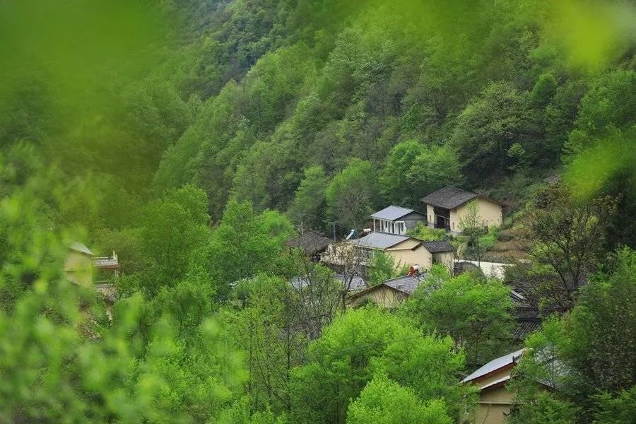种植桔梗效益如何_陕西桔梗产区_陕西桔梗种植致富