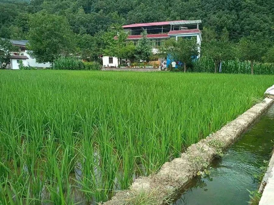 种植桔梗效益如何_陕西桔梗种植致富_陕西桔梗产区
