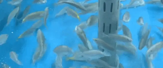养虾大棚建造视频_安徽大棚淡水虾养殖技术_大棚虾养殖技术视频