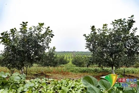 樟树中药材种植_樟树市种植药材_樟树药材种植致富