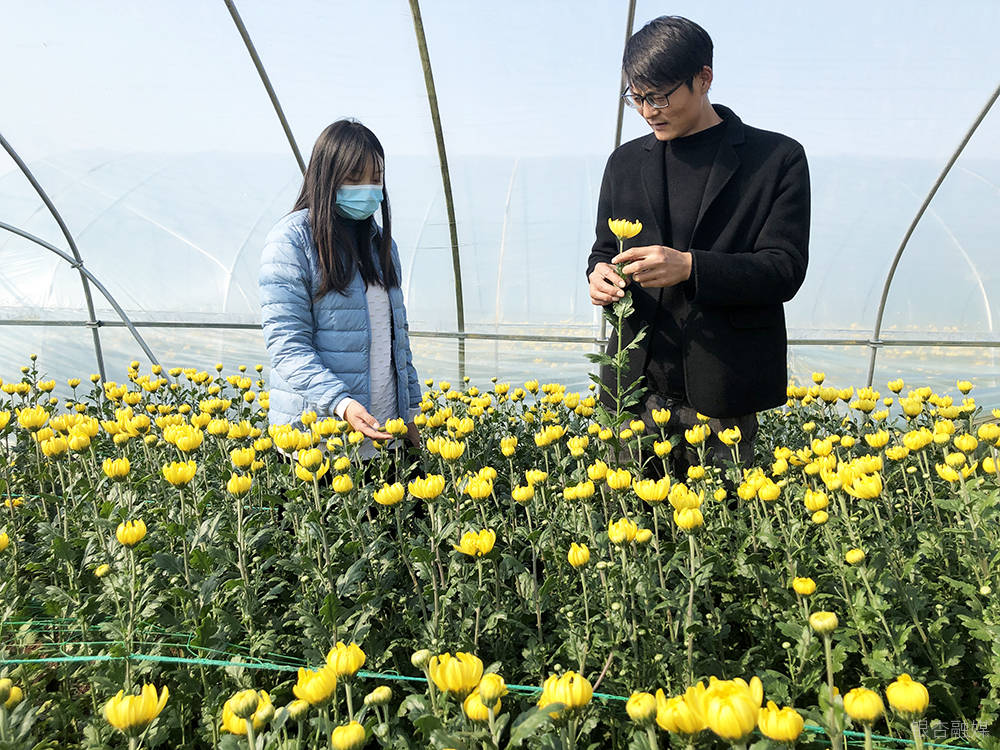 “能人”回乡创业，鲜花铺就致富之路