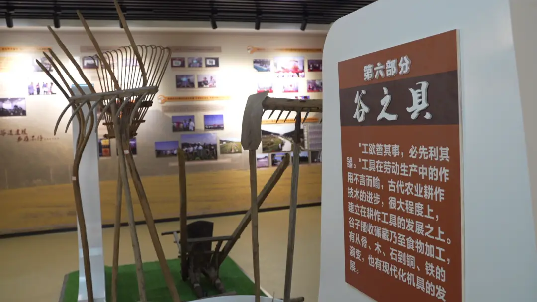 山东谷子种植技术_谷子种植高产技术_适合山东种植的谷子良种