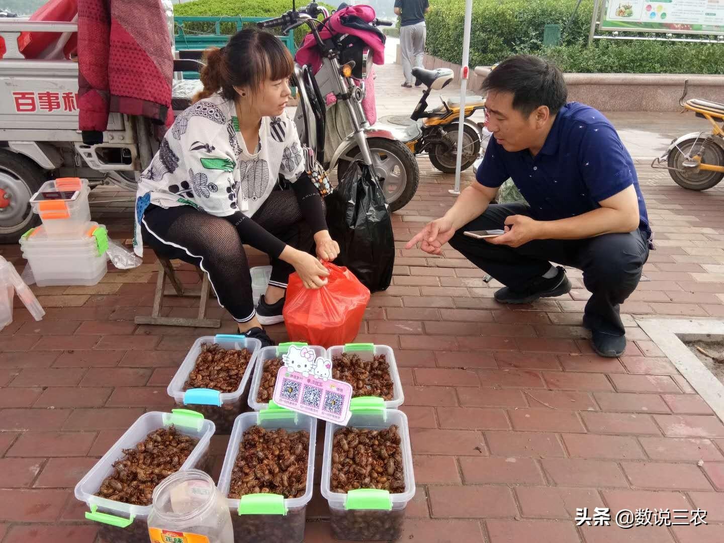 养殖金蝉赚钱吗_金蝉养殖宣传语_金蝉养殖致富故事