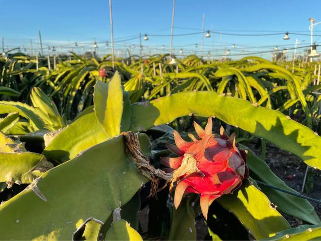 湛江种植什么药材最赚钱_湛江哪里种植致富_湛江地区适合种植水果