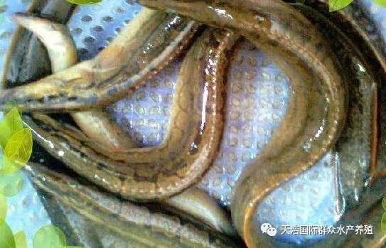 大刺鳅养殖技术视频_大刺鳅鱼养殖技术_养殖鱼技术大刺鳅视频教程