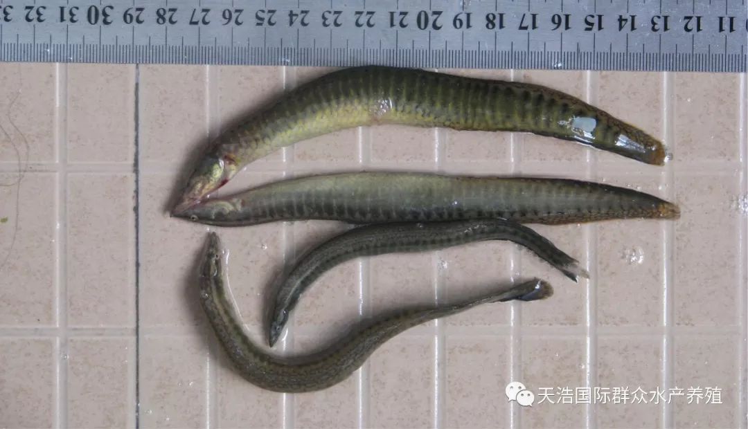 大刺鳅鱼养殖技术_养殖鱼技术大刺鳅视频教程_大刺鳅养殖技术视频