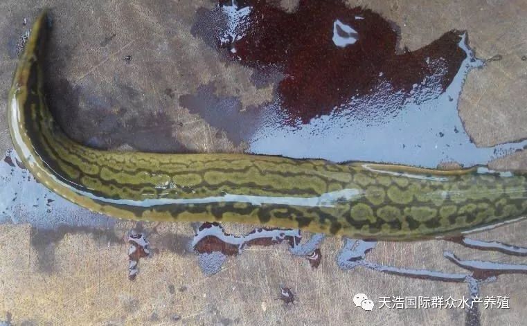 养殖鱼技术大刺鳅视频教程_大刺鳅养殖技术视频_大刺鳅鱼养殖技术