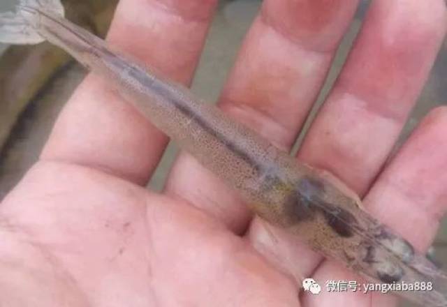 养南美虾技术大全_虾南美养殖高效技术有哪些_南美虾高效养殖技术