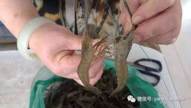养南美虾技术大全_虾南美养殖高效技术有哪些_南美虾高效养殖技术