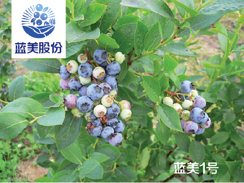 蓝梅的种植技术_蓝梅种植技术指导_蓝梅栽植技术