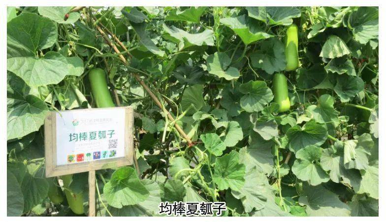 亩产值4万，一年三熟高效栽培模式，经济效益显著！