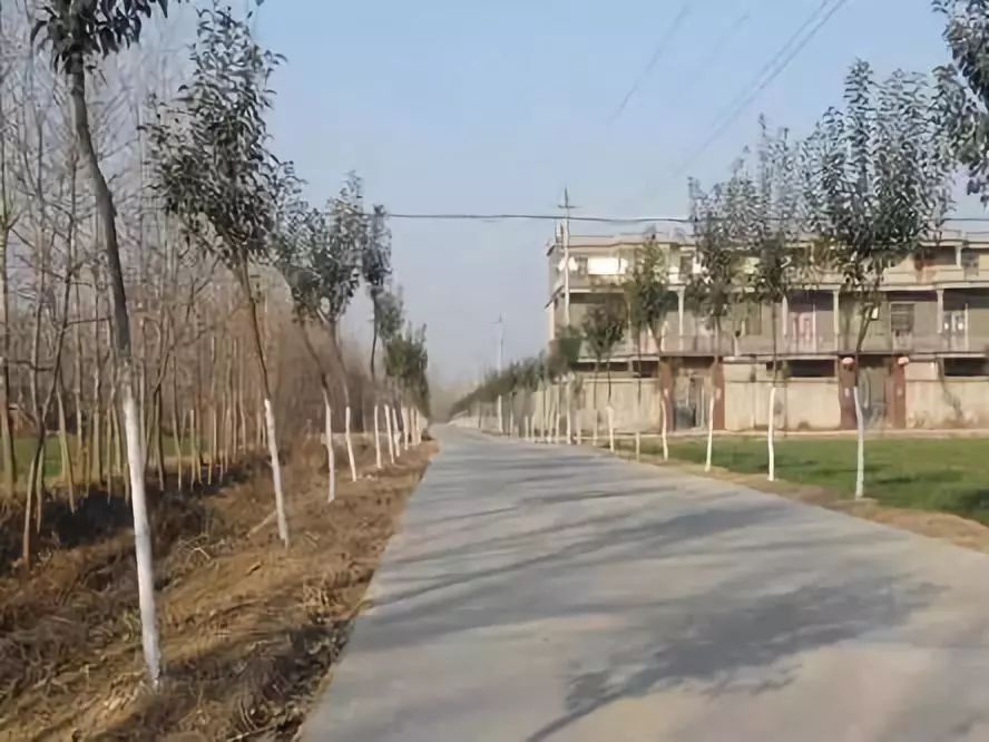 适合安徽种植的花卉_安徽养花基地_安徽花卉种植致富