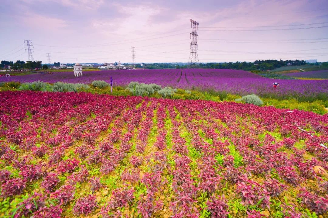 安徽养花基地_安徽花卉种植致富_适合安徽种植的花卉
