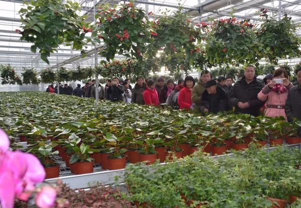 适合安徽种植的花卉_安徽花卉种植致富_安徽养花基地