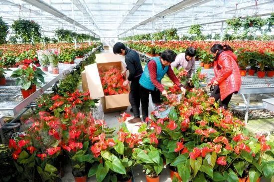 安徽花卉种植致富_安徽养花基地_适合安徽种植的花卉