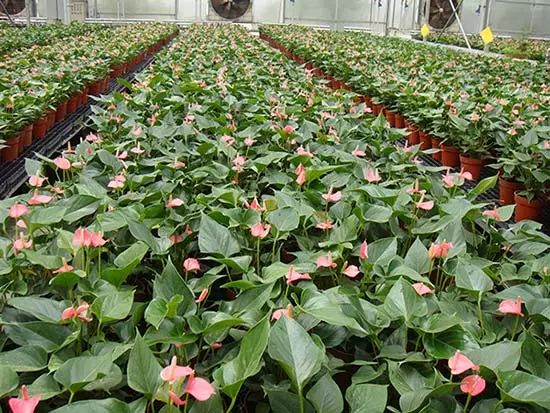适合安徽种植的花卉_安徽养花基地_安徽花卉种植致富