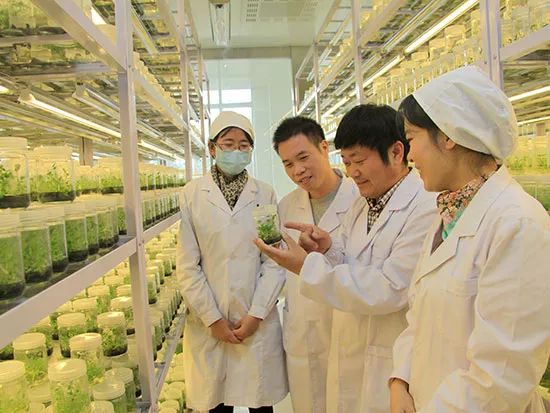 适合安徽种植的花卉_安徽花卉种植致富_安徽养花基地