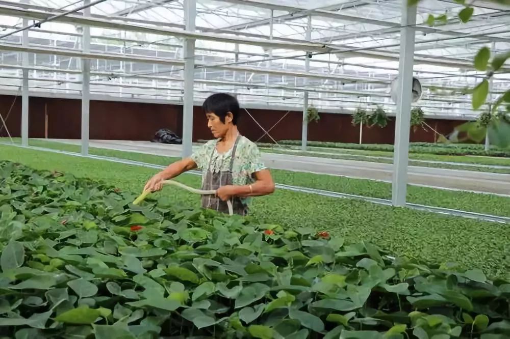 适合安徽种植的花卉_安徽养花基地_安徽花卉种植致富