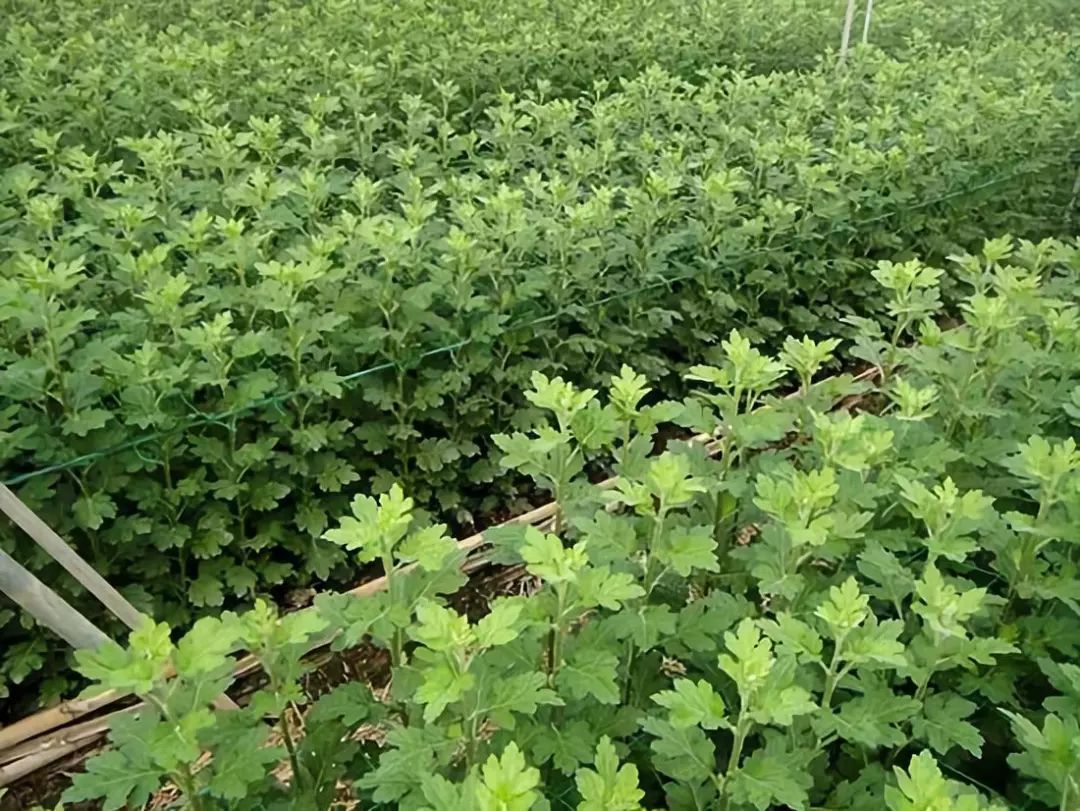 安徽花卉种植致富_安徽养花基地_适合安徽种植的花卉