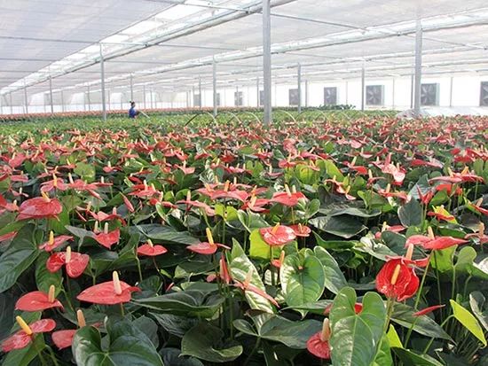 安徽养花基地_适合安徽种植的花卉_安徽花卉种植致富