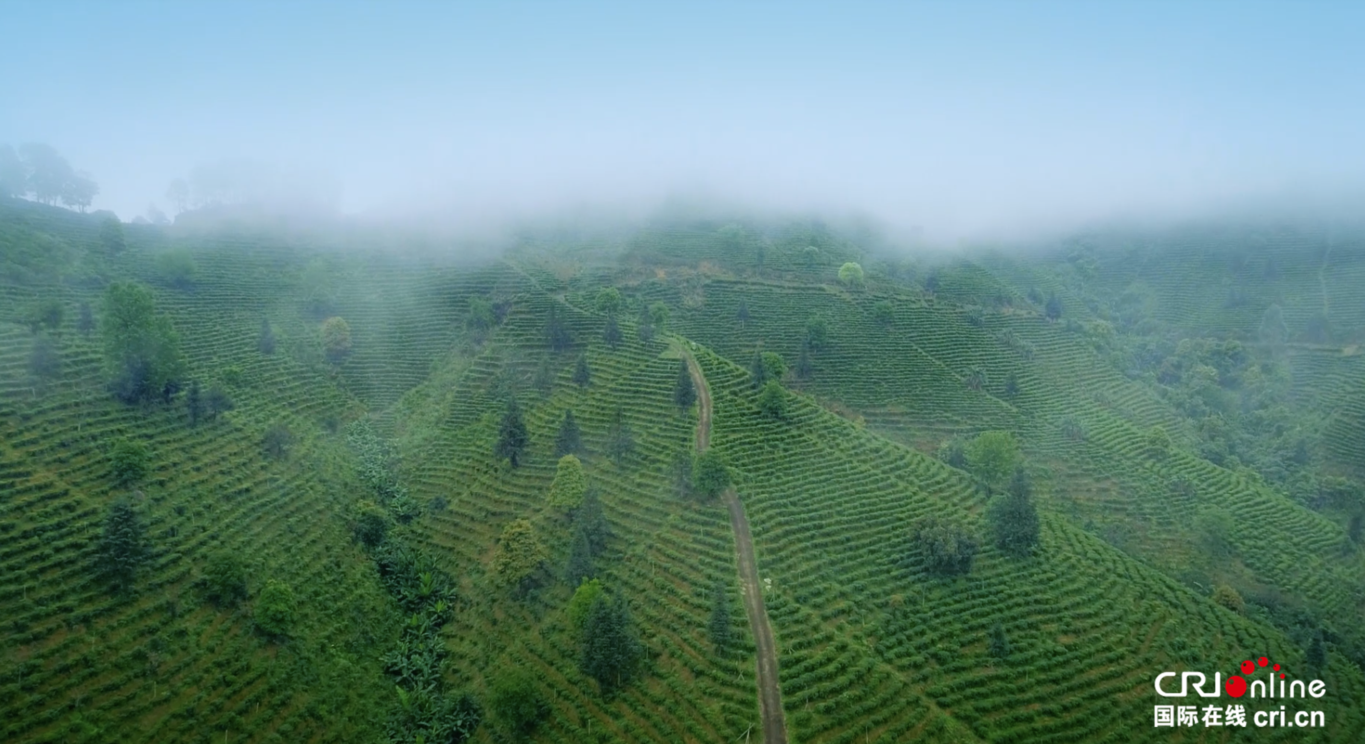 致富经茶叶菜_靠茶叶致富_茶叶菜品