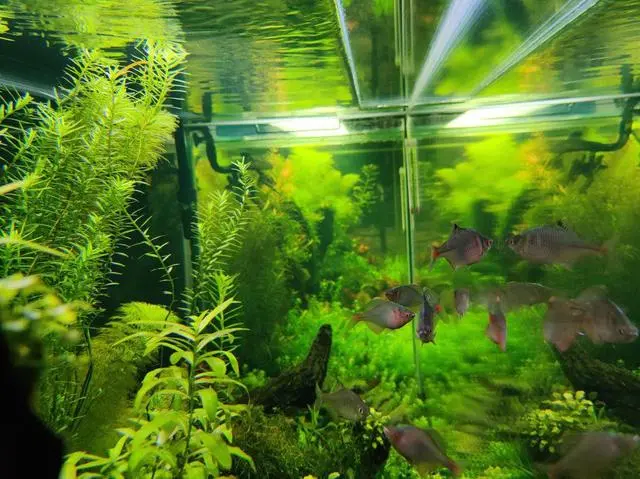 致富养殖鱼麦穗鱼图片_麦穗鱼养殖前景_致富经麦穗鱼养殖