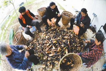 竹笋致富经_种植笋的行情咋样_种植笋致富