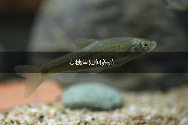麦穗鱼如何养殖