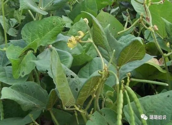 秋季种植小豆红技术与管理_秋季红小豆种植技术_秋季种植小豆红技术要求