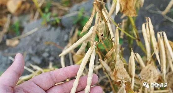 秋季种植小豆红技术与管理_秋季红小豆种植技术_秋季种植小豆红技术要求
