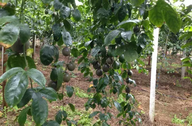 果农注意了，百香果全程施药方案来了！