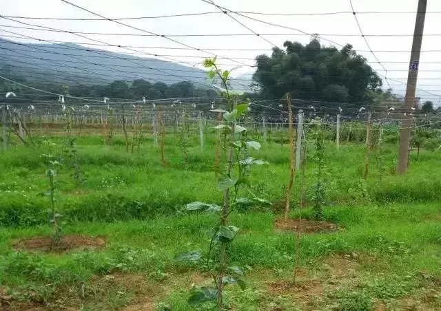 香果的种植方法_种植果香技术要求_种植百香果技术