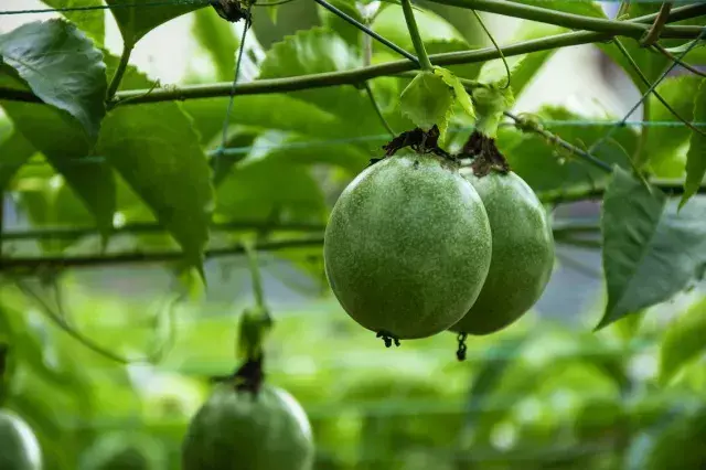 种植百香果技术_种植果香技术要求_香果的种植方法