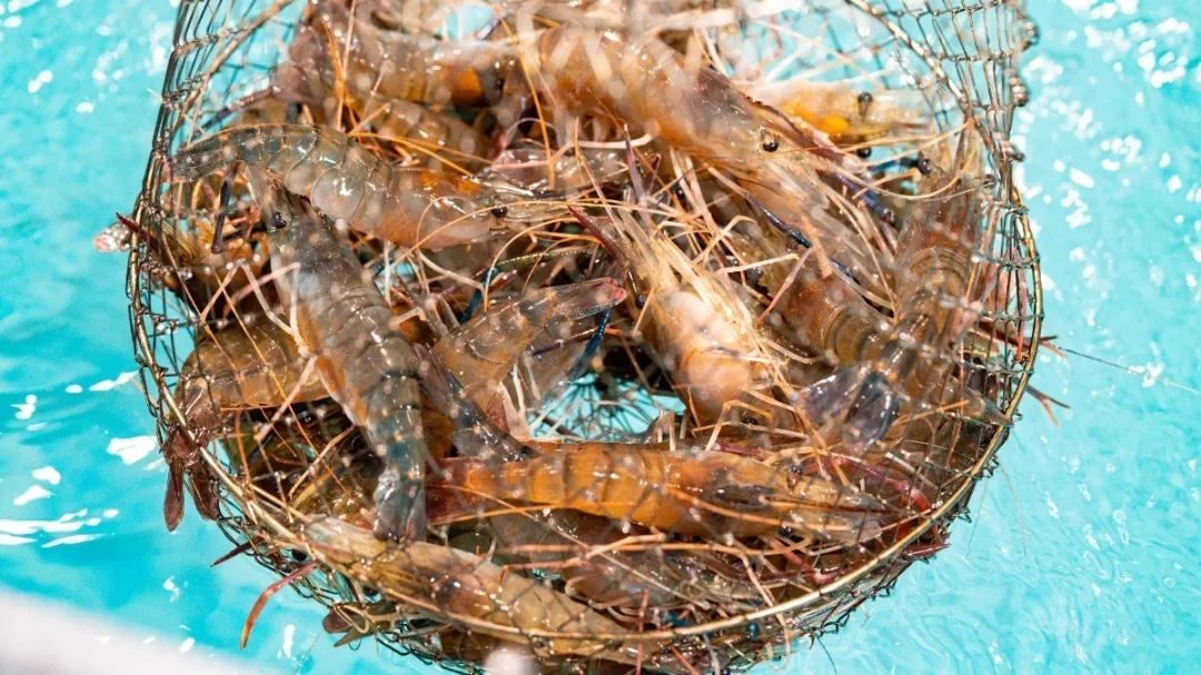 虾子室内养殖技术_室内养虾技术视频_养殖室内虾子技术视频
