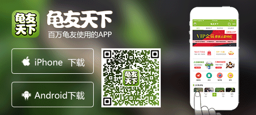龟鳖养殖与疾病防治_龟鳖养殖致富技术_龟鳖的养殖