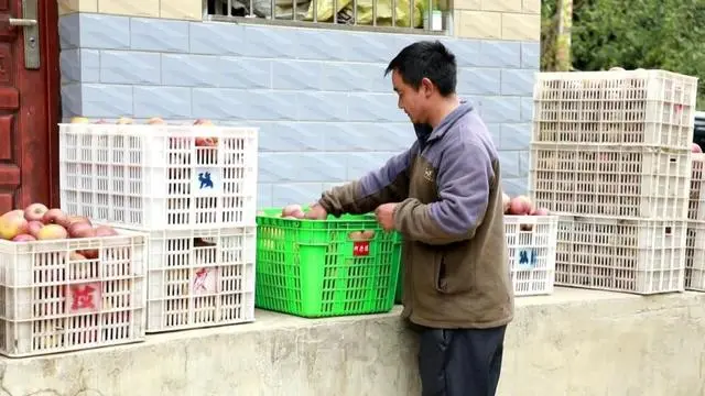 适合湘西种植的果树_湘西种植致富果_湘西种植什么赚钱