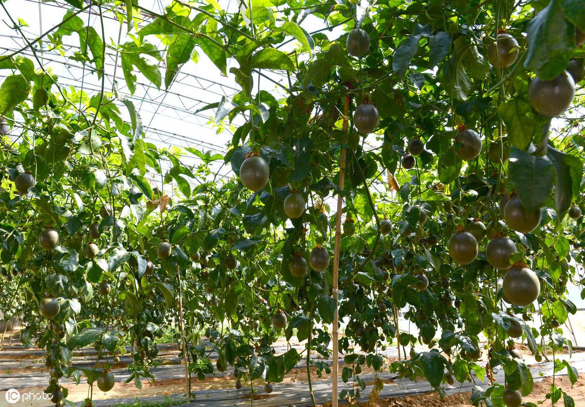 果香种类_种植果香技术有哪些_种植百香果技术