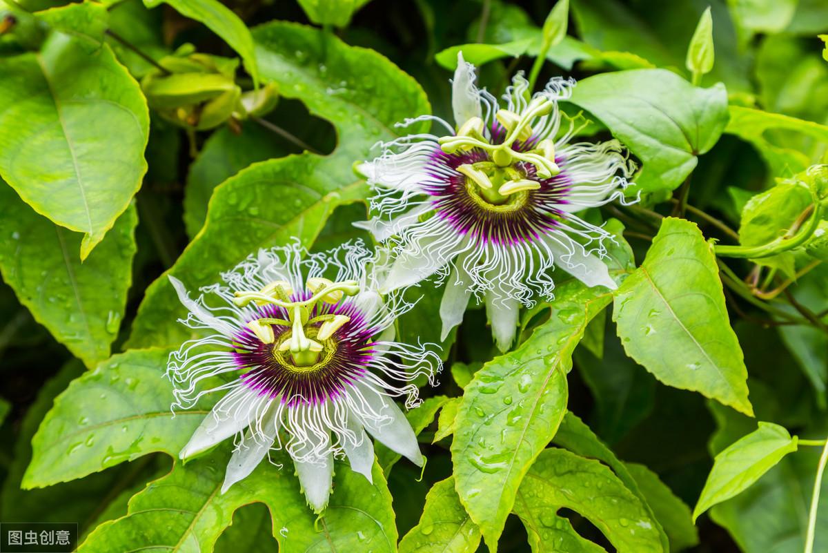 果香种类_种植百香果技术_种植果香技术有哪些