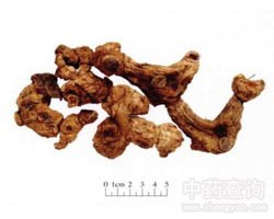 黄精的功效与作用
