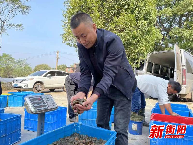 小蚂蟥大商机！耒阳市小水镇养殖水蛭走出特色“蛭”富路