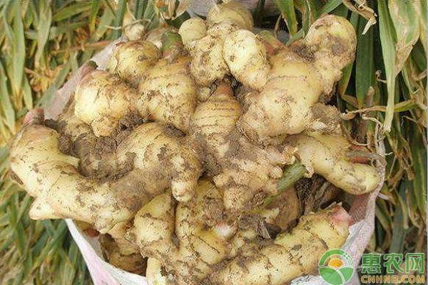 野生姜种植视频大全_野生种植姜技术有哪些_野生姜的种植技术