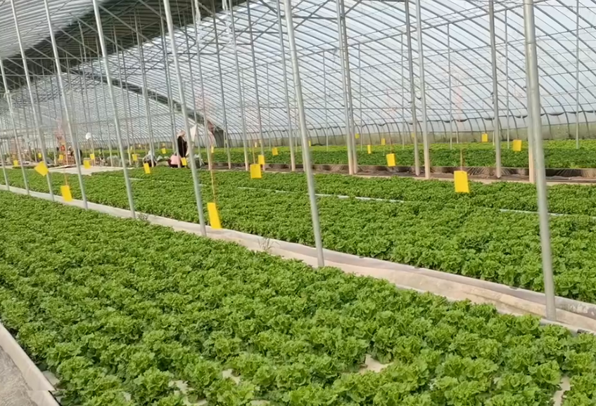 种植致富新项目_夏季种植致富技术_致富种植视频全集