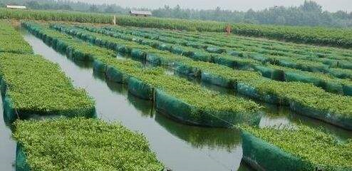 养殖黄鳝网箱技术规范_黄鳝的网箱养殖技术_养殖黄鳝网箱技术要求