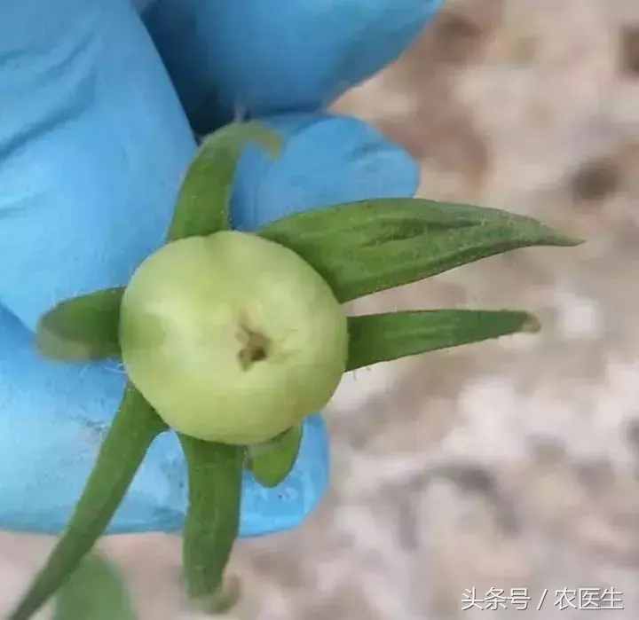 种植钙果的前景如何_致富经钙果种植视频_钙果种植管理技术视频