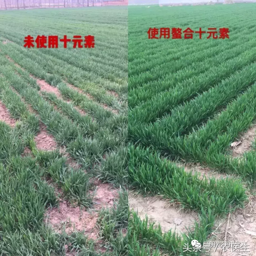 钙果种植管理技术视频_种植钙果的前景如何_致富经钙果种植视频